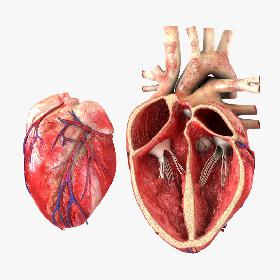 3D Fullplate Knight (rigged) model